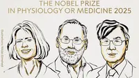 Peripheral Immune Tolerance: The Key to the 2025 Nobel Prize Winners in Medicine