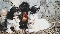 Cara Membuat Makanan Anjing Sendiri yang Sehat dan Bergizi, Lebih Hemat dan Aman