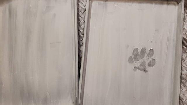 Tidak Sopan, 6 Potret Ini Tunjukkan Hewan Peliharaan Juga Perlu Dididik