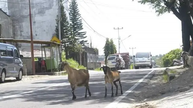 Kambing bebas berkeliaran (Liputan6.com/ Eka Hakim)