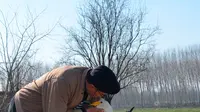 Recep Mirzan (63) berbagi momen dengan Garip, seekor angsa betina, saat mereka berjalan-jalan di pinggiran Karaagac, di provinsi Edirne barat Turki, 6 Februari 2021. Pensiunan tukang pos tersebut bersahabat dengan angsa yang pernah dia selamatkan 37 tahun yang lalu. (AP Photo/Ergin Yildiz)