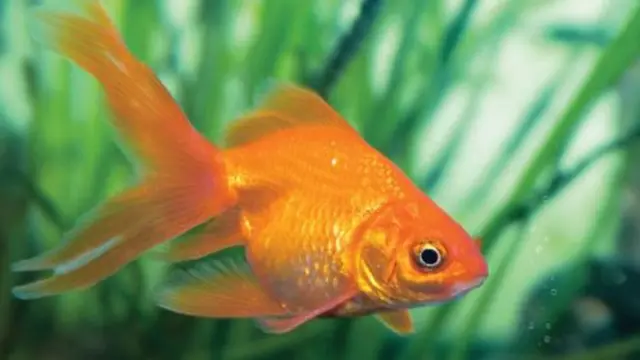 Ikan mas