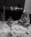 Nikita Willy belajar mengaji ditemani Baby Izz. (Foto: Instagram/nikitawillyofficial94)