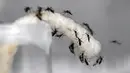 Nyamuk Aedes aegypti jantan sengaja diinfeksikan dengan bakteri Wolbachia, Singapura, Selasa (7/2). Ketika nyamuk Aedes aegypti jantan tersebut "berkencan" dengan si betina, mereka menghasilkan telur steril yang tidak menetas. (AFP Photo/Roslan R)