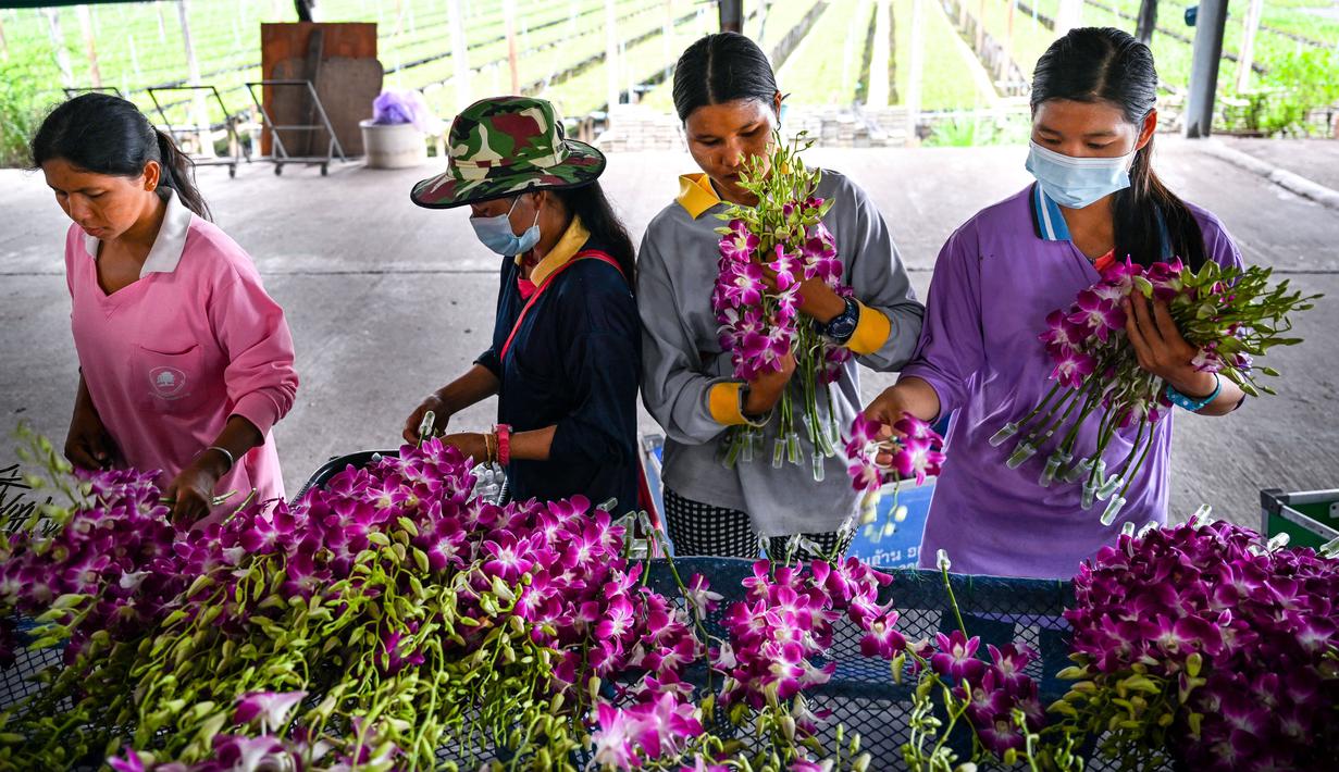 <p>Para pekerja memproses anggrek untuk diekspor secara grosir di sebuah perkebunan di provinsi Nakhon Pathom, Thailand tengah pada 7 April 2022. Perkebunan itu pada masa jayanya populer di kalangan elit Thailand, bahkan pernah berkembang menjadi industri anggrek bernilai jutaan dollar. Tetapi pandemi covid-19 telah membuat satu dari lima perkebunan anggrek ditutup baru-baru ini. Dan tekanan semakin berat saat perang Rusia-Ukraina. (Lillian SUWANRUMPHA / AFP)</p>