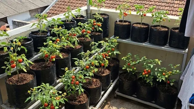 Kebun Sayur Kecil di Balkon Kos (Foto: AI)