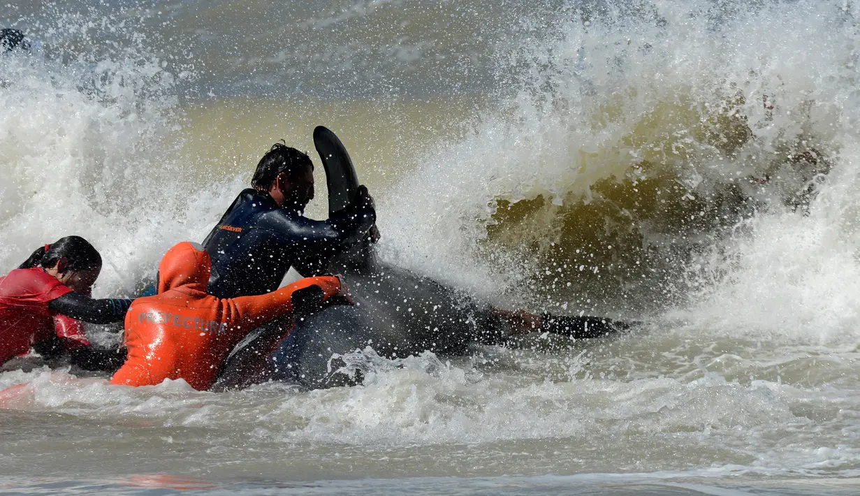 Tim penyelamat dan sukarelawan berupaya mengembalikan paus pembunuh ke laut setelah terdampar, di pantai Mar Chiquita, Argentina, Senin (16/9/2019). Sebanyak enam dari tujuh paus pembunuh yang ditemukan terdampar berhasil dikembalikan ke laut, tetapi satu di antara mereka mati. (AP/Marina Devo)