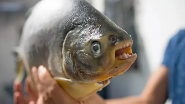 Piranha Jenis Baru