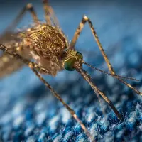 Ilustrasi nyamuk (foto: Unsplash/Егор Камелев)