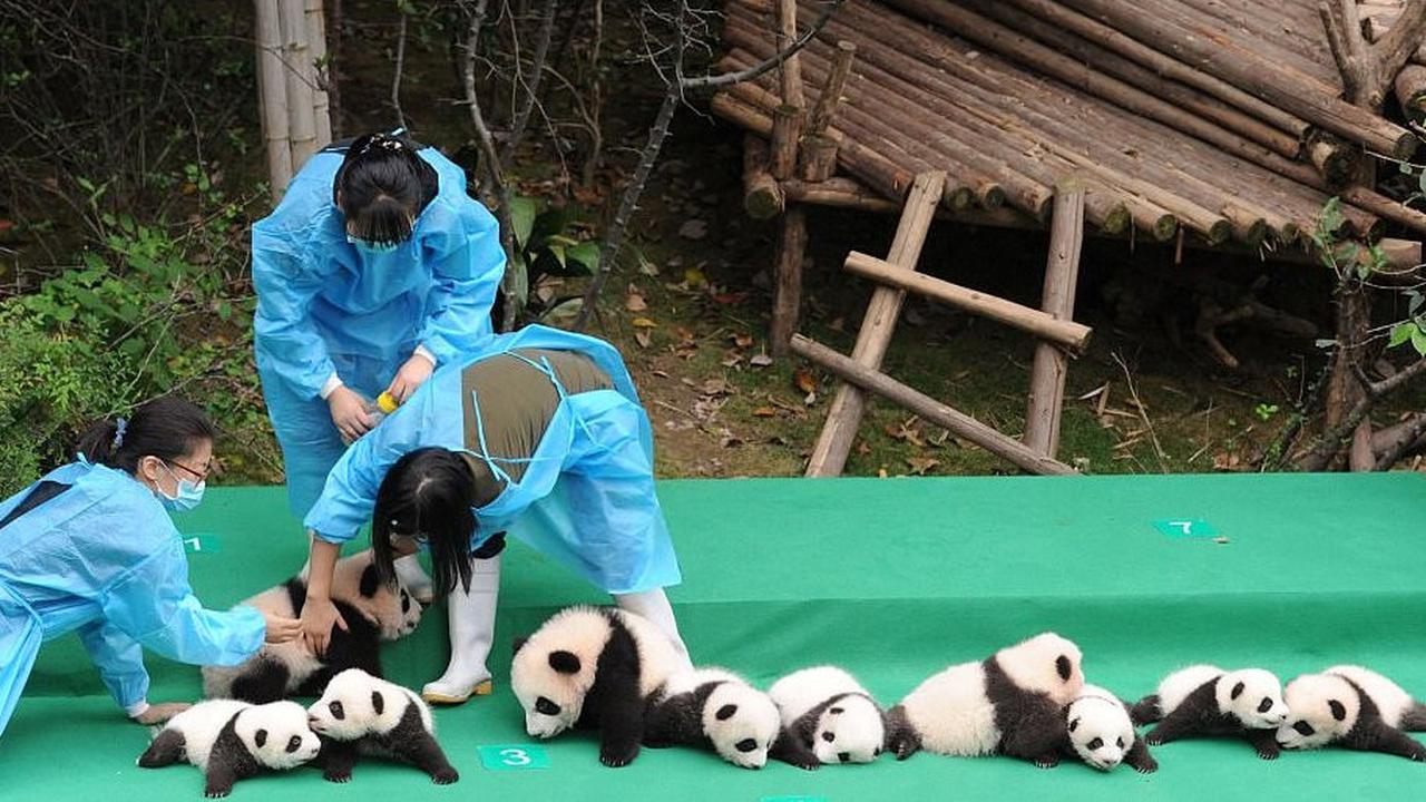 Gemas, Gaduhnya 11 Bayi Panda Tampil Pertama Kali di Depan Publik