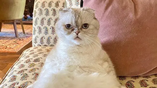 Terkaya Ketiga di Dunia, Kucing Taylor Swift Miliki Kekayaan Rp1,5 Triliun