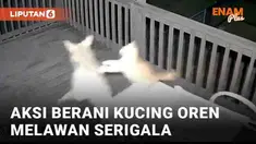 Aksi keberanian seekor kucing terekam CCTV dan viral. Terjadi di Texas, Amerika Serikat. Seekor kucing oranye terekam dikejar coyote, serigala yang termasuk keluarga anjing. Si kucing ketakutan sembari sesekali melawan.