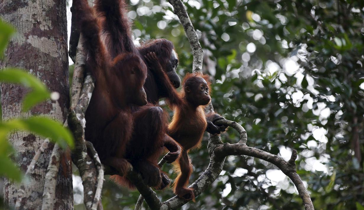 Orang utan betina bersama dua anaknya berada di Taman Nasional Tanjung Puting, Kalimantan Tengah, pada Selasa (16/6/2015). PBB memprediksi dalam dua dekade mendatang orang utan akan punah jika penggundulan hutan terus berlanjut. (REUTERS/Darren Whiteside)