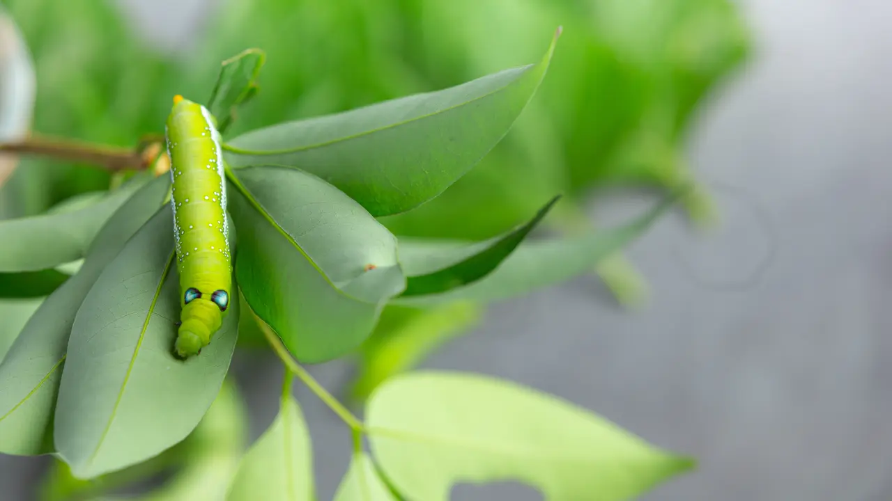 Ilustrasi Larva