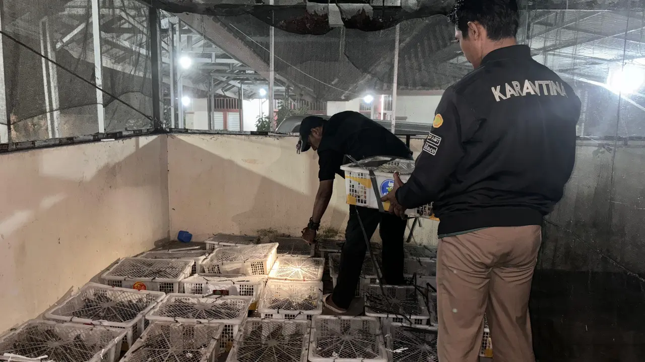 Karantina Lampung amankan penyelundupan 1028 Ekor burung liar di Pelabuhan Bakauheni, Lampung  Selatan.  Foto : (Istimewa).