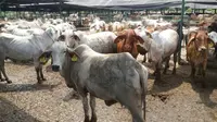 Ribuan sapi indukan asal Australia tiba di Pelabuhan Tanjung Perak pada 25 Desember 2016. (Foto: Humas Kementan)