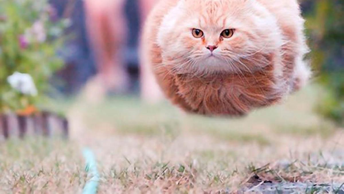 Begini Hasilnya, Saat Foto Kucing Pas dengan Momen - Ragam Bola.com