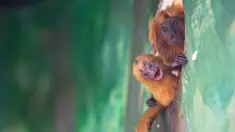 Seekor monyet jenis Tamarin singa emas membawa bayinya yang baru lahir di Kebun Binatang Biblikal Yerusalem, 22 Maret 2018. Pihak kebun binatang menyatakan kera itu lahir dua pekan lalu dari induk yang bernama Bilbi dan ayah Zohar. (AP/Sebastian Scheiner)