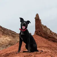 Ilustrasi anjing hitam/Copyright unsplash.com/Patrick Hendry