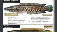 Perbandingan northern snakehead atau ikan gabus utara&nbsp;dengan bowfin. (Dok.&nbsp;Arkansas Game and Fish Commission)