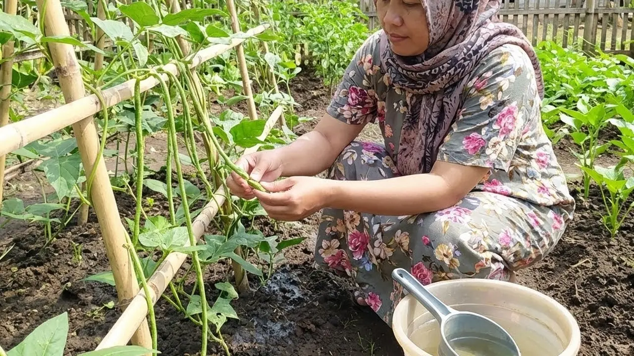 Menyiram tanaman kacang panjang (Gemini AI)