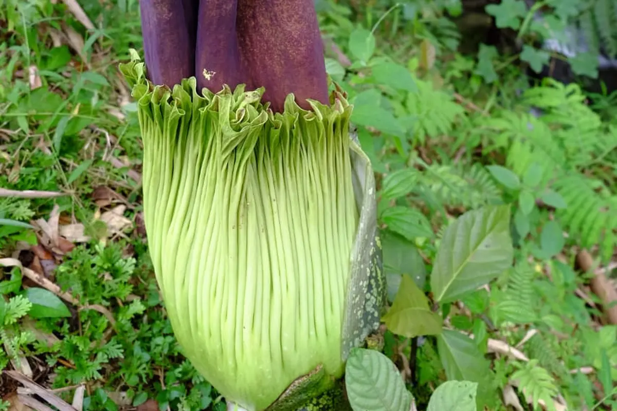 bunga bangkai di Desa Tambunan, Kecamatan Sibolangit, Kabupaten Deli Serdang Sumatera Utara