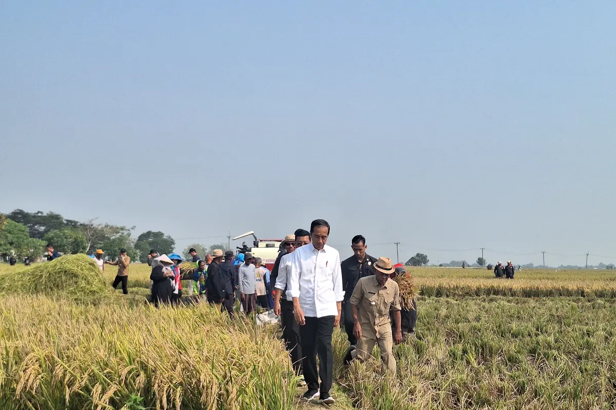 Presiden Joko Widodo atau Jokowi saat meninjau panen padi di Kabupaten Subang, Jawa Barat, Minggu (8/10/2023).