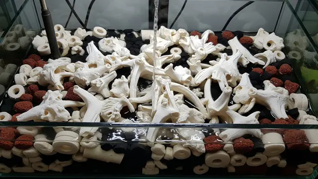 Media Filter Biologis dari Ikan Sapu Sapu