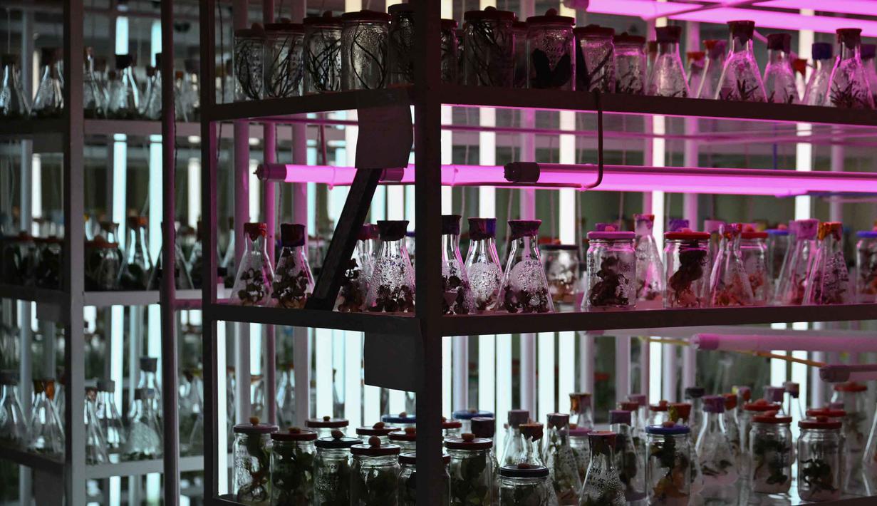 Foto menunjukkan kondisi sebuah laboratorium tempat tanaman disimpan dalam kondisi steril di Kebun Raya Nasional Gryshko milik Akademi Ilmu Pengetahuan Nasional Ukraina di Kyiv pada 11 Februari 2026. (Genya SAVILOV/AFP)