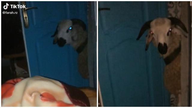 6 Potret Hewan Masuk ke Ruang Tamu Ini Bikin Pemilik Rumah Syok