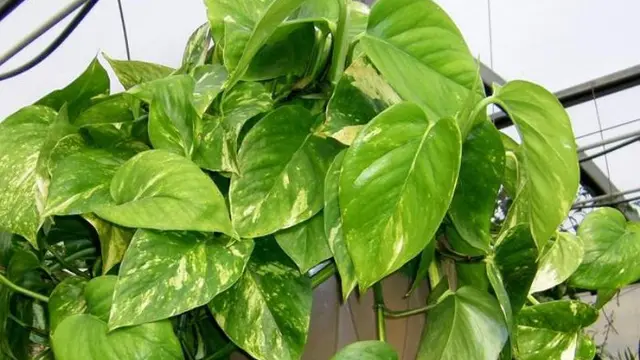 6. Golden Pothos (sirih gading)