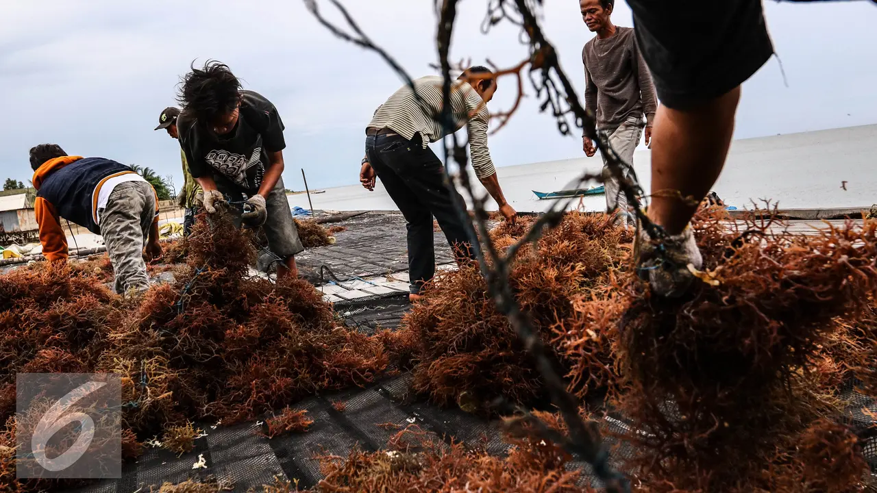 20160416-Rumput-Laut-Balikpapan-Fery-Pradolo