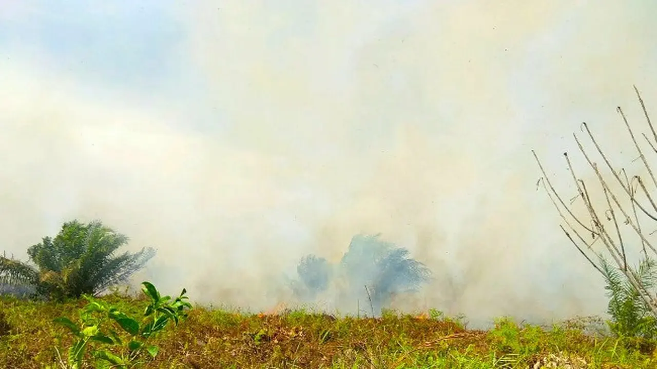 Kebakaran gambut di Kabupaten Siak terus meluas dan mengeluarkan asap.
