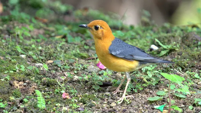 Anis Merah, Semakin Teler Semakin Mahal