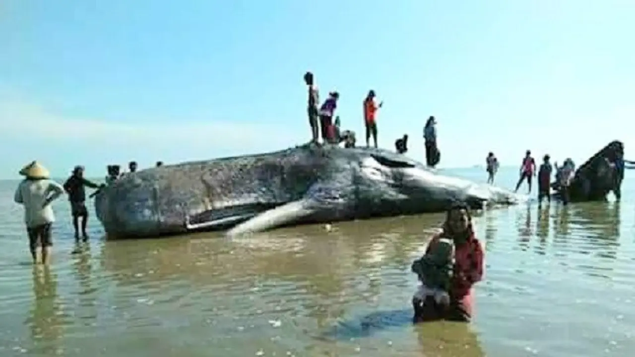 Paus Sperma Terdampar di Bombana Usai Gerhana Bulan, Apa Artinya?