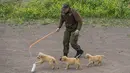 Anak anjing Golden Retriever berusia 50 hari terlihat di sekolah pelatihan anjing polisi Chile di Santiago, 9 Oktober 2018. Dua ratus anjing dari ras yang berbeda mengikuti pelatihan di paru-paru kota Santiago. (Martin BERNETTI/AFP)