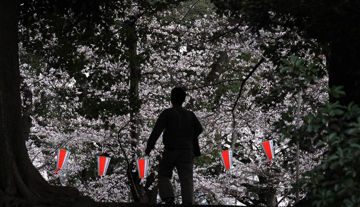 Seorang pria berjalan dekat bunga sakura yang mekar di taman Tokyo, Jepang, Jumat (23/3). Mekarnya bunga sakura menjadi spot terbaik untuk Anda piknik dan bersantai. (Foto AP/Eugene Hoshiko)