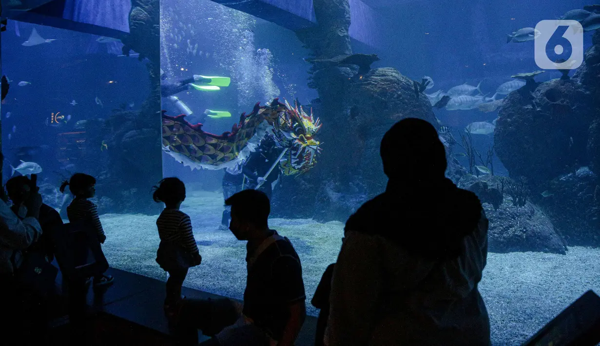 Pengunjung menyaksikan Aksi treatrikal Liong bawah air di Jakarta Aquarium & Safari (JAQS), Jakarta, Kamis (27/1/2022). Kegiatan dalam rangka memeriahkan Tahun Baru Imlek dan menjadi tujuan liburan akhir pekan panjang di dalam kota Jakarta yang aman dan nyaman. (Liputan6.com/Faizal