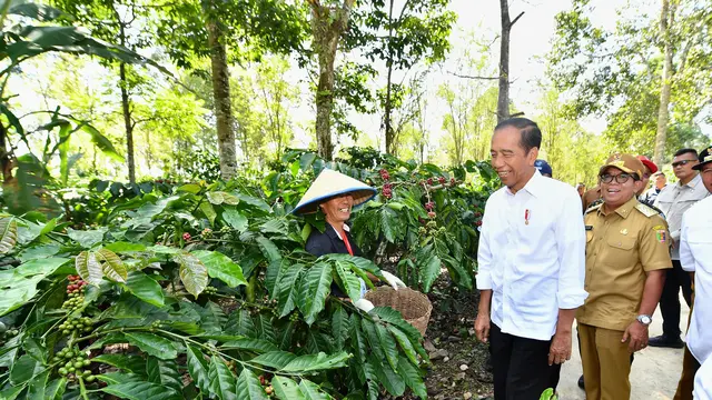 Jokowi Minta Produksi Kopi Ditingkatkan Jadi 9 Ton Per Hektare