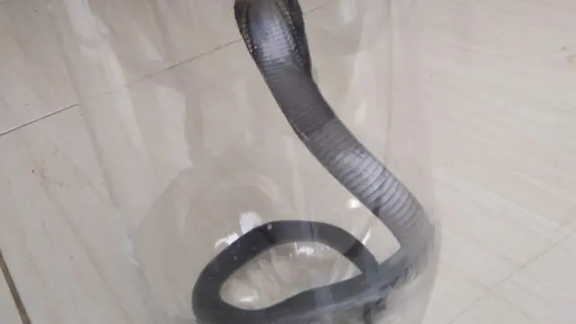 Fenomena kemunculan ular terutama jenis kobra di pemukiman warga belakangan ini membuat warga resah.