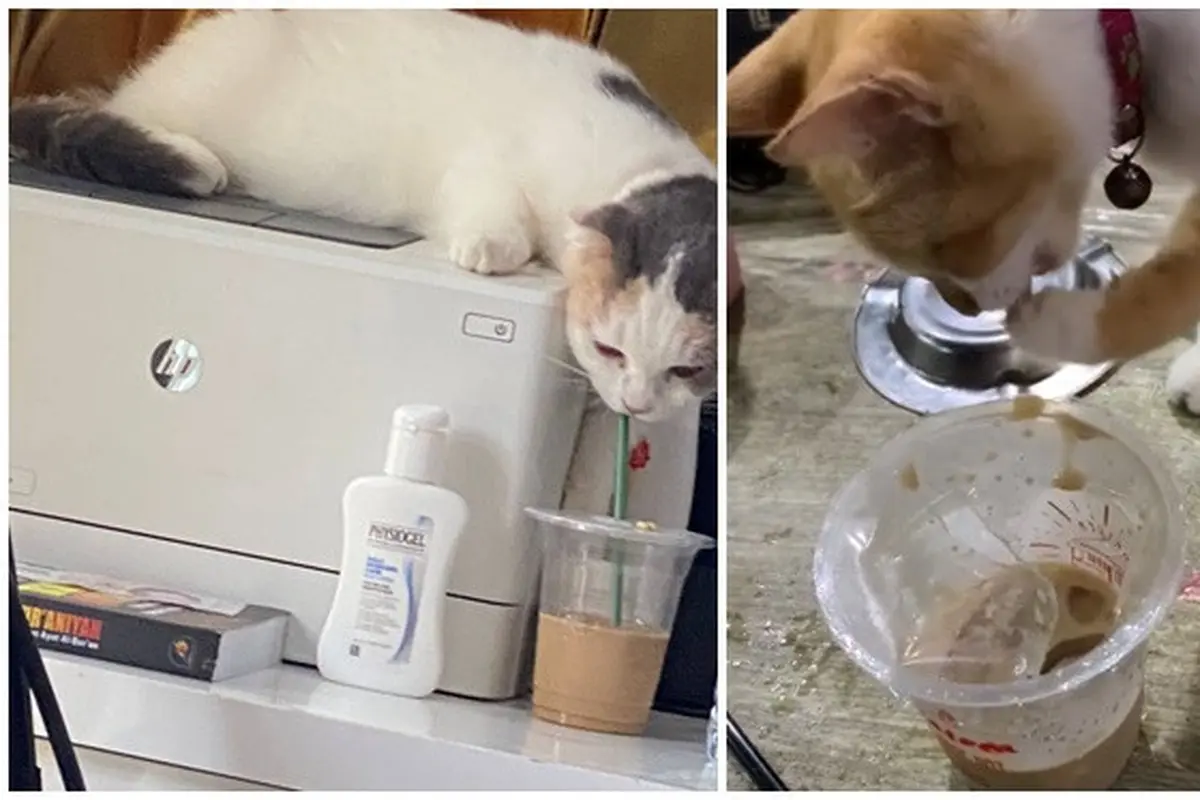 6 Aksi Kocak Kucing Minum Kopi Ini Bikin Gemas, Penasaran dengan Rasanya