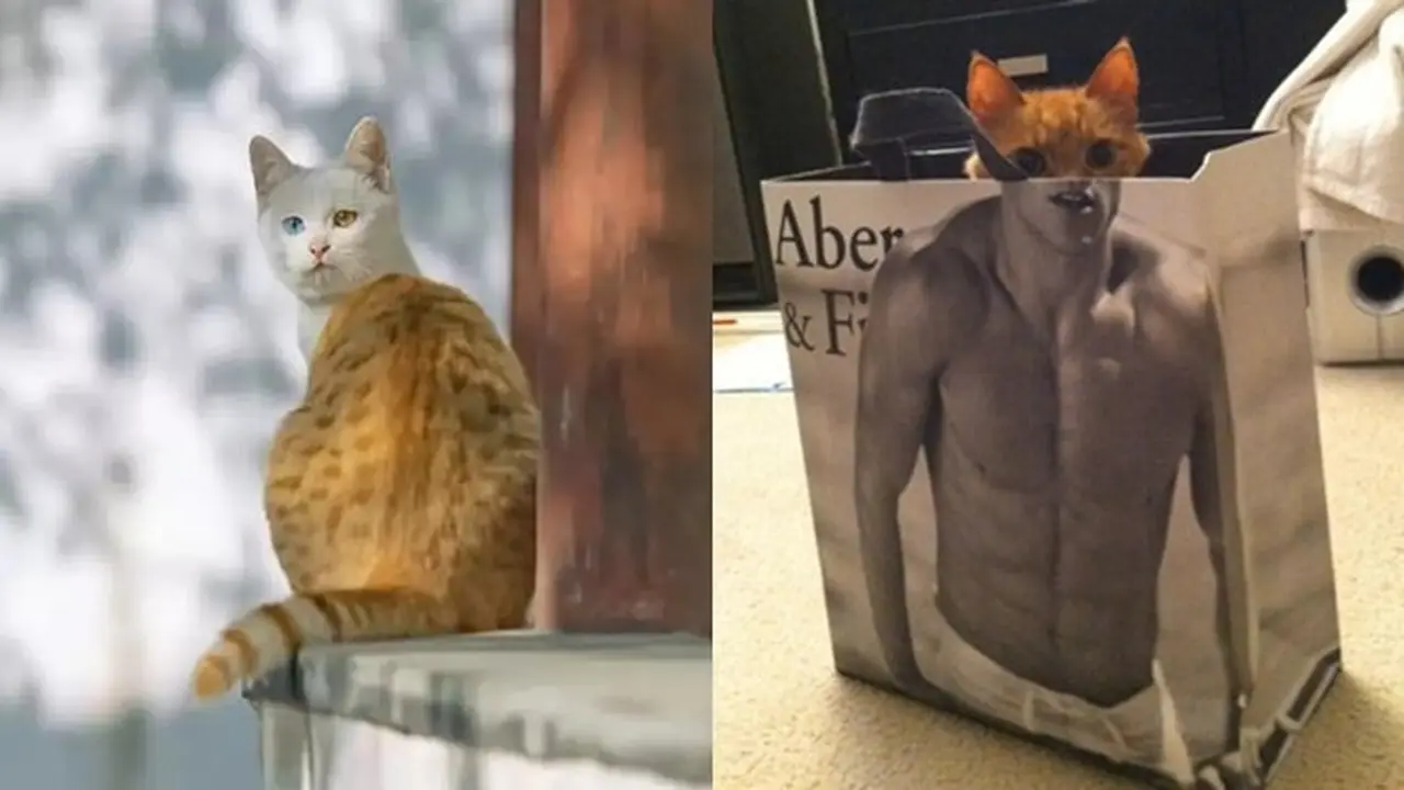 6 Ilusi Optik Kucing Oren Ini Bikin Kamu Lihat Dua Kali, Awas Bingung