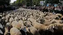 Kawanan domba digembalakan melewati pusat kota Madrid, Spanyol, 21 Oktober 2018. Para gembala menggiring ribuan ekor domba ke jalanan yang merupakan kegiatan tahunan bernama Festival Fiesta de la Trashumancia. (AP Photo/Paul White)