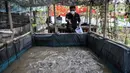 Devti (33) memberi pakan di kolam budi daya ikan Samawa Fish, Pondok Kelapa, Jakarta, Selasa (15/2/2022). Budi daya ikan yang diinisiasi sejumlah warga Menara Samawa ini guna menjaga ketahanan pangan di tengah pandemi bagi sesama penghuni rusun. (merdeka.com/Iqbal S. Nugroho)