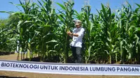 Karyawan menunjukkan pohon jagung bioteknologi unggul berkualitas yang baru pertama di Indonesia, dengan keunggulan ganda di sela acara Penas KTNA XVI di Padang, Sumatera Barat (10/6/2023). (Liputan6.com)