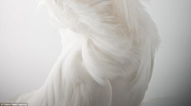 10 Burung Merpati Hias Yang Memanjakan Mata Lifestyle Fimela Com