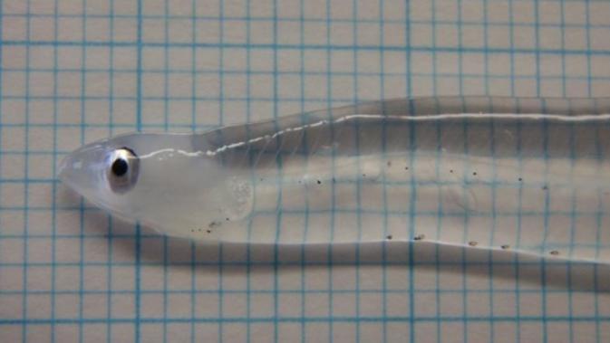 Transparent Eel Larva (Mie Prefecture Fisheries Research Institute)