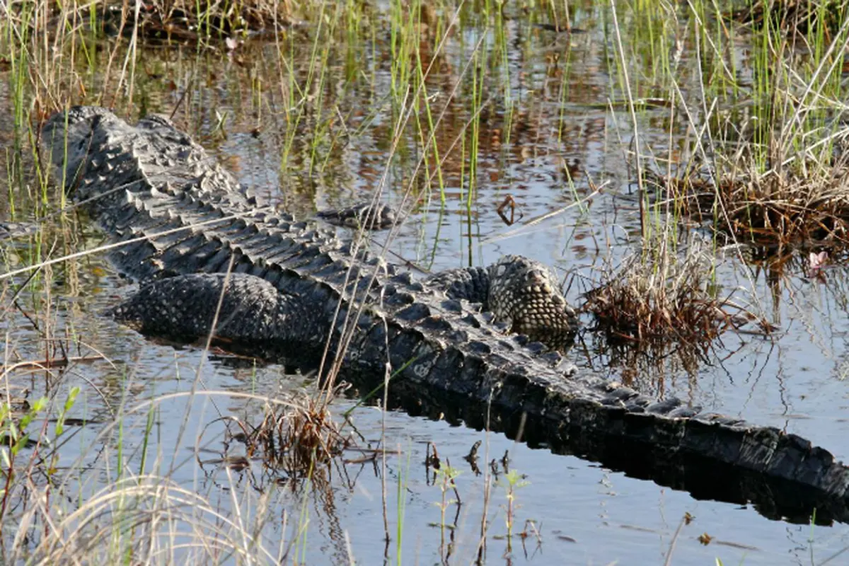 Aligator Amerika jumlahnya melimpah di Florida