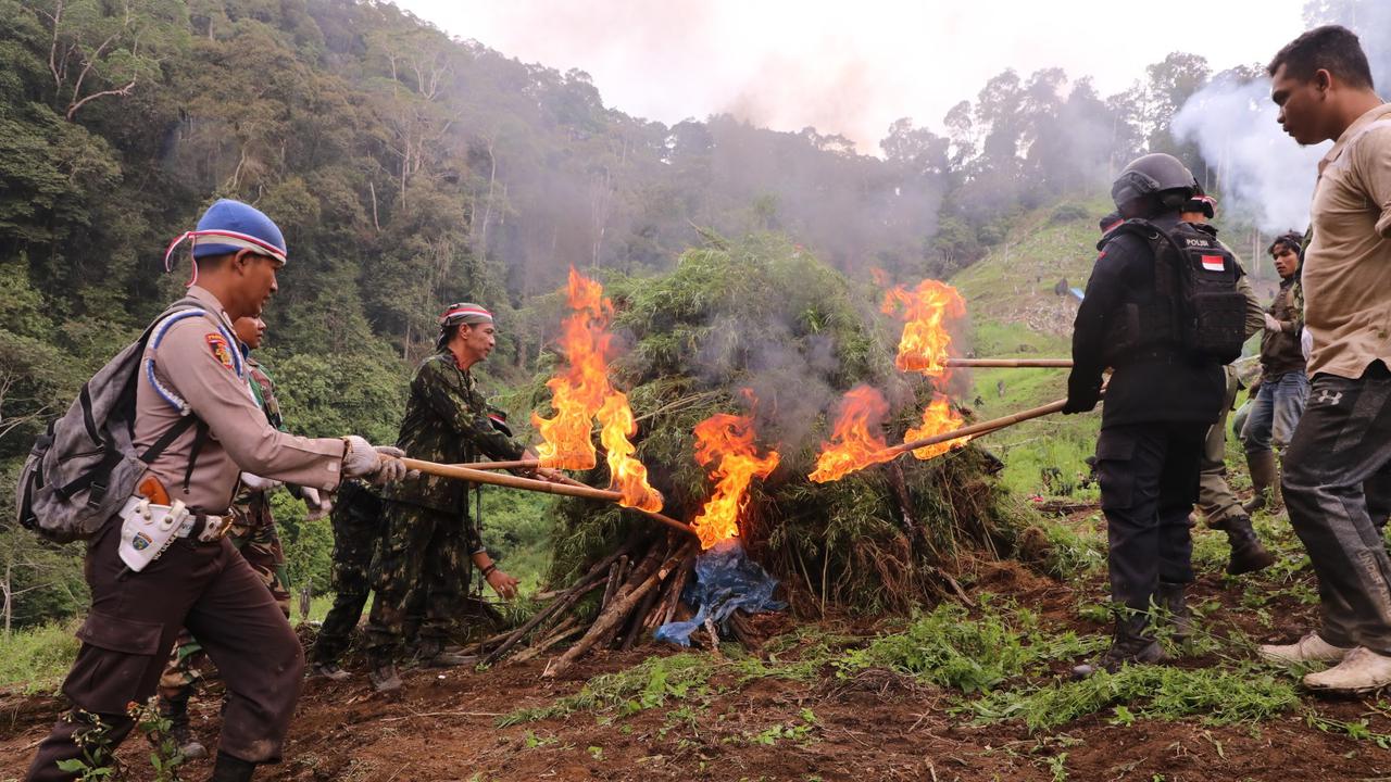 Badan Narkotika Nasional (BNN) memusnahkan ladang ganja di Desa Tanjung Julu, Sumatera Utara.