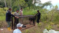 BKSDA pasang perangkap untuk beruang yang membuat warga resah di Kabupaten Agam. (Liputan6.com/ Dok BKSDA Agam)